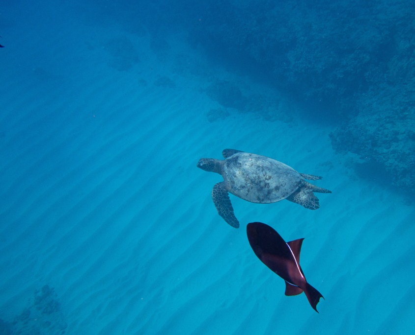 turtle and fish underwater