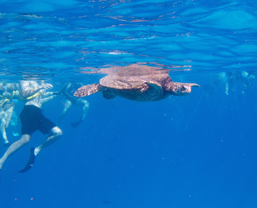 People in the water snorkeling near a turtle